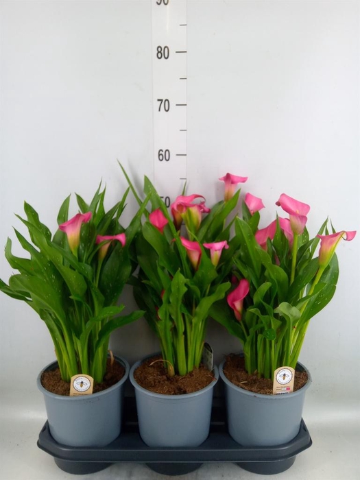 <h4>Zantedeschia  'Zazu'</h4>