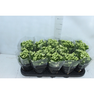 KALANCHOE DOBRADO P11 BRANCO
