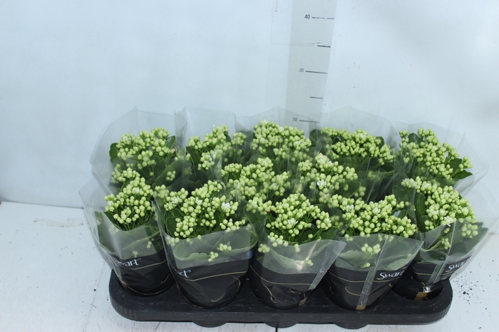 <h4>KALANCHOE DOBRADO P11 BRANCO</h4>