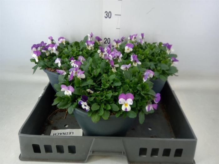 <h4>Viola corn. 'Evo Mini Pink Wing'</h4>