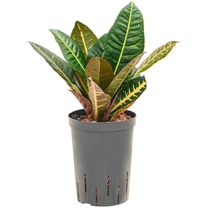 Croton (Codiaeum) variegatum 'Petra'