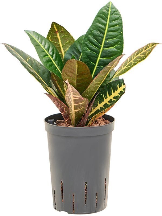 <h4>Croton (Codiaeum) variegatum 'Petra'</h4>