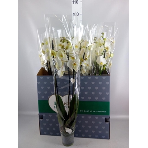 Phalaenopsis   ...white