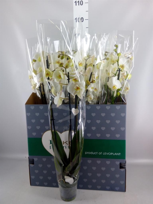 <h4>Phalaenopsis   ...white</h4>