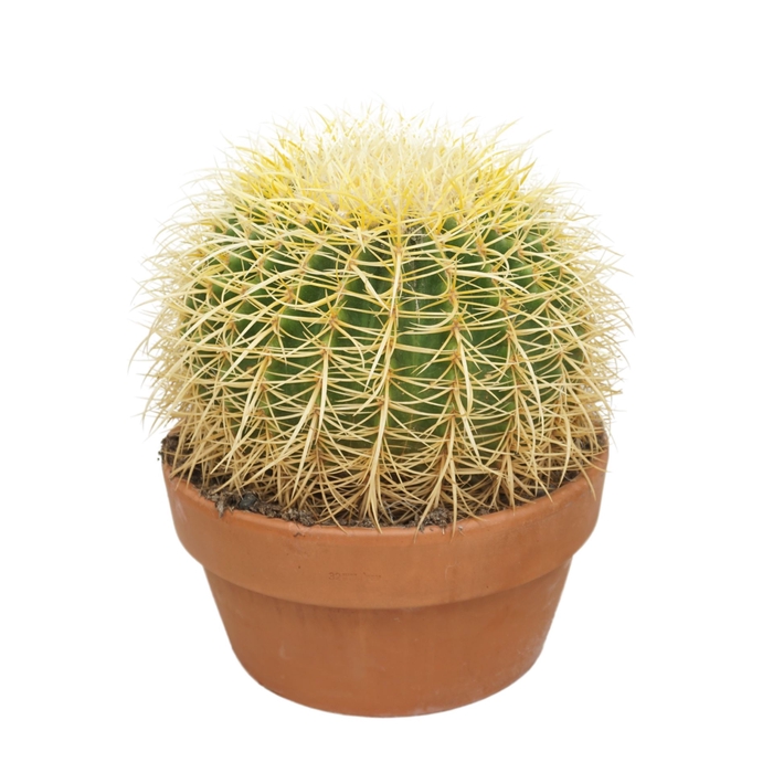 <h4>Echinocactus grusonii</h4>