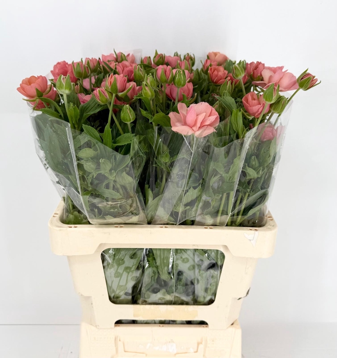 <h4>Ran Natura Moderna Carezza</h4>