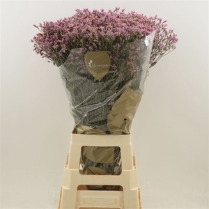 Limonium Sinense Tiffany Diamond | Heavy Quality