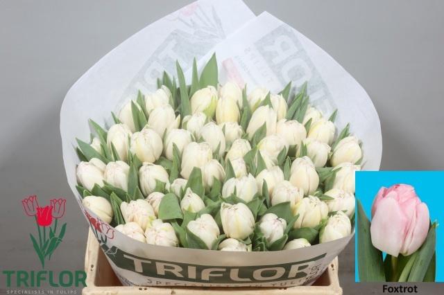 <h4>TU DU FOXTROT</h4>