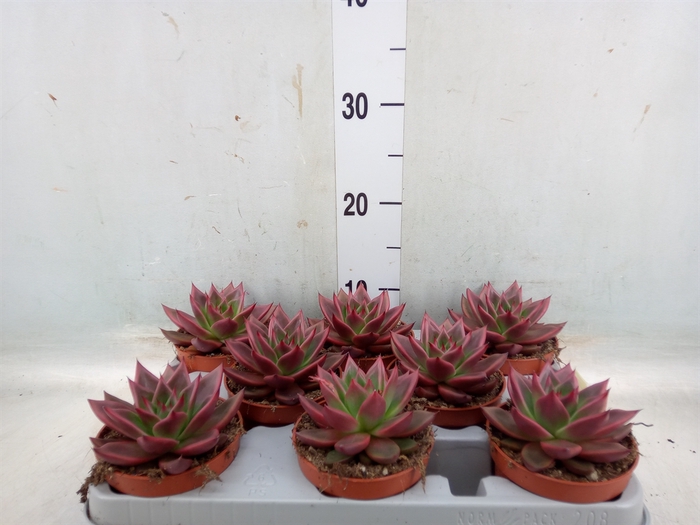 Echeveria   ...