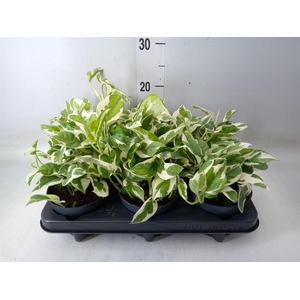 Epipremnum pinn. 'NJoy'