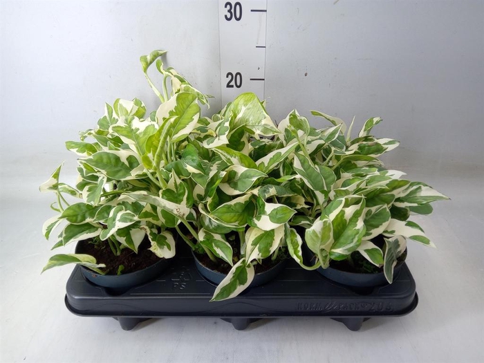 <h4>Epipremnum pinn. 'NJoy'</h4>