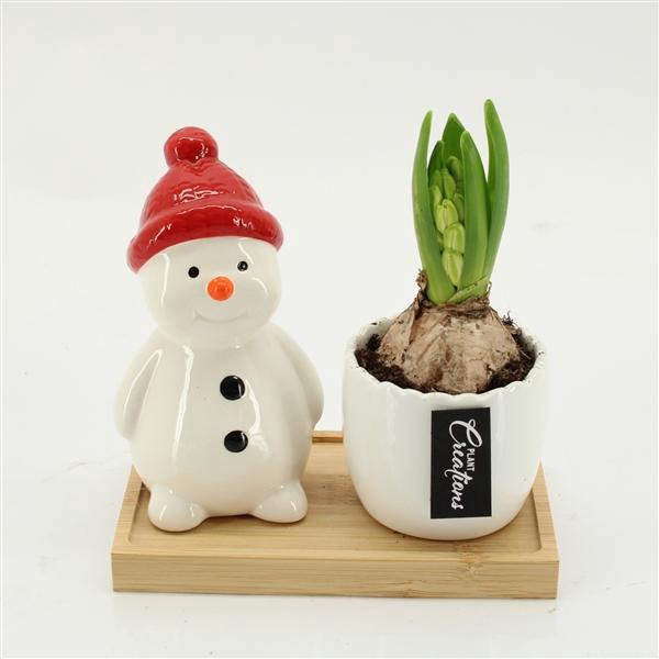 <h4>Arrangementen Hyacinthus 6%</h4>