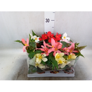Begonia   ...