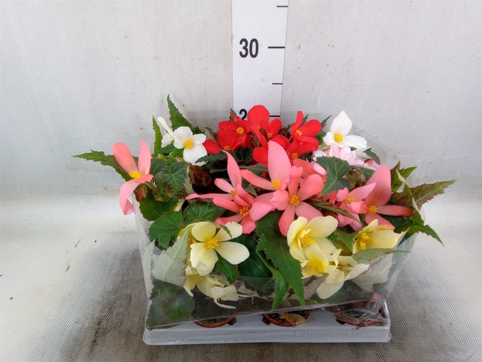 <h4>Begonia   ...</h4>