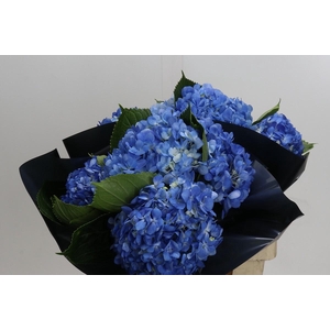 Hydrangea Premium Natural Shocking Blue