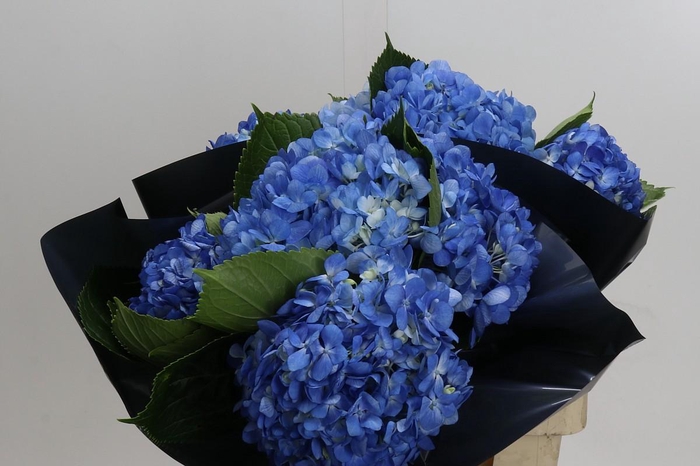 <h4>Hydrangea Premium Natural Shocking Blue</h4>