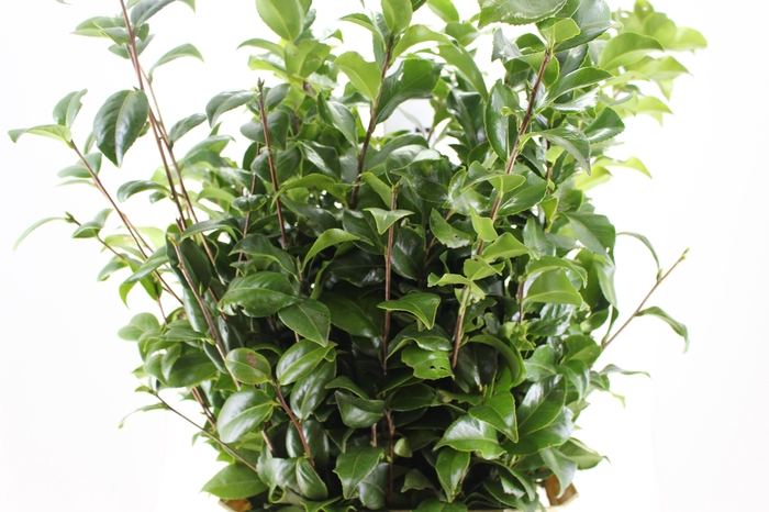 <h4>FOLHAGEM CAMELIA</h4>