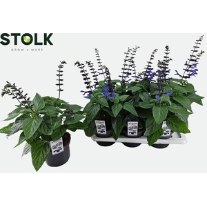 Salvia 17cm 'Black & Bloom'