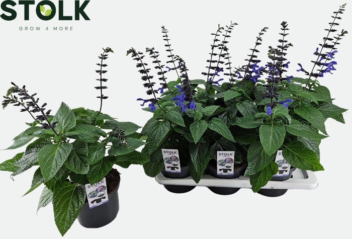 <h4>Salvia 17cm 'Black & Bloom'</h4>