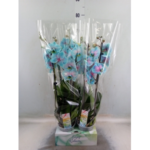 Phalaenopsis   ...