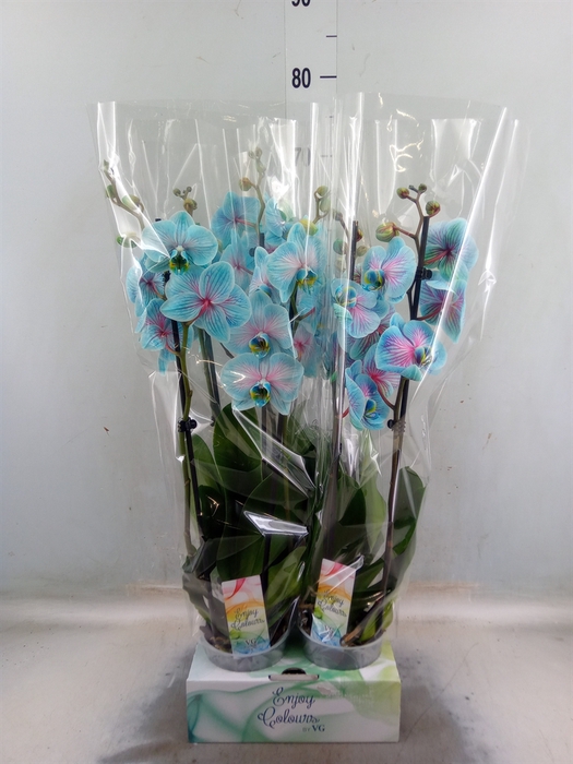 <h4>Phalaenopsis   ...</h4>