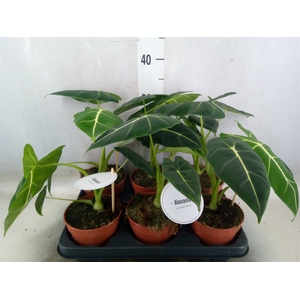 Alocasia   ...