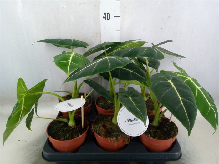 <h4>Alocasia   ...</h4>