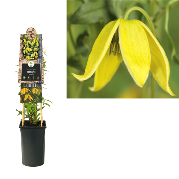 <h4>Clematis tangutica +3.0 label</h4>