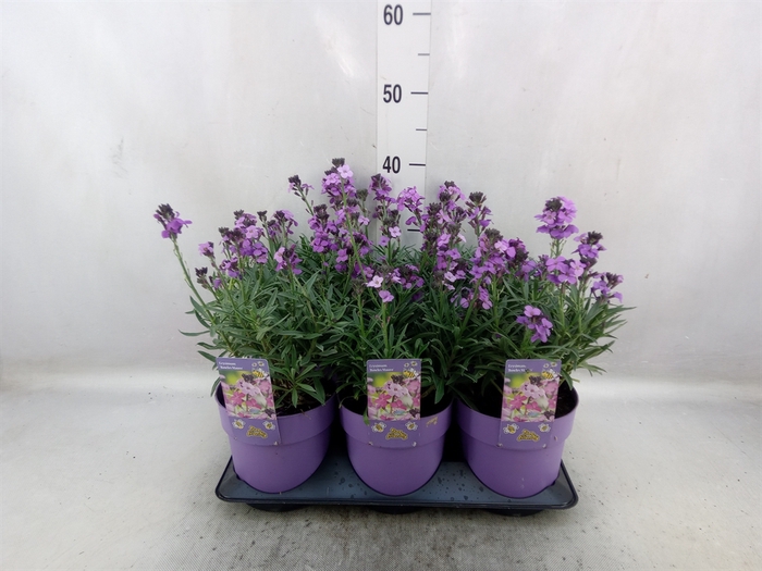 <h4>Erysimum   ...</h4>