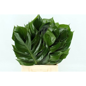 Monstera Blad
