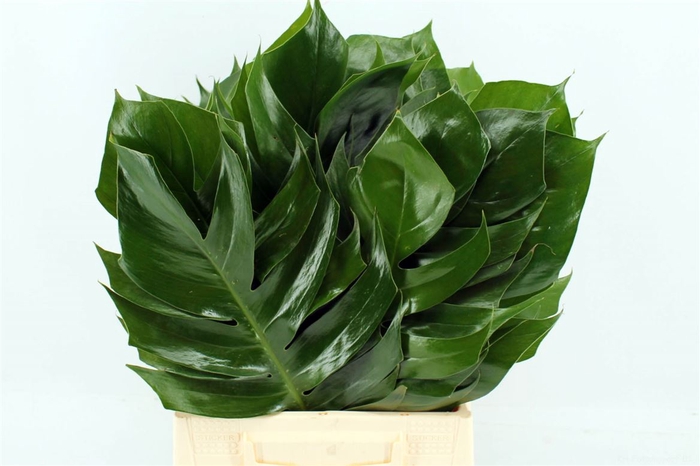 <h4>Monstera Blad</h4>