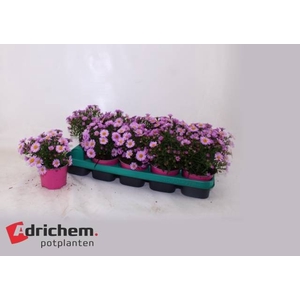 ASTER D ALPHA PINK