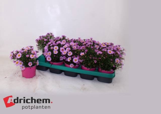 <h4>ASTER D ALPHA PINK</h4>