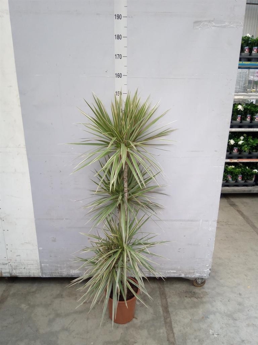 <h4>Dracaena marg. 'Bicolor'</h4>