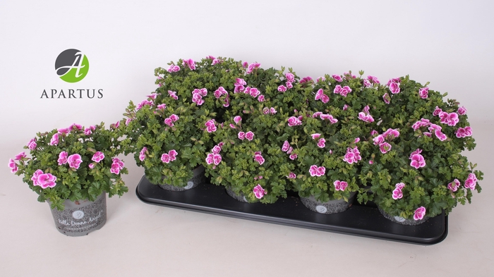 <h4>PEL GR TIPTOP P12</h4>