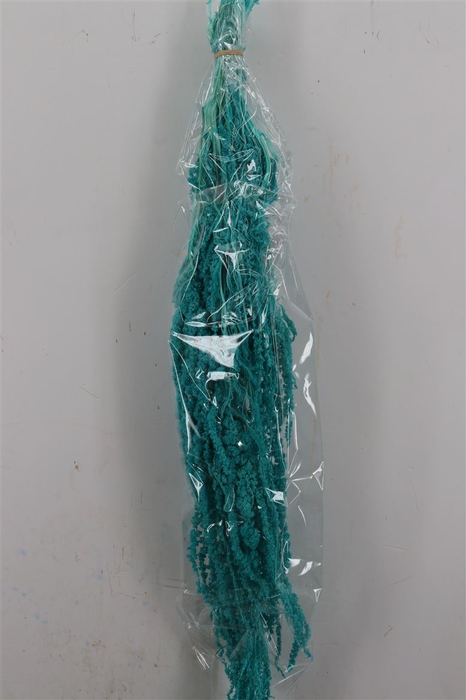 <h4>Pres Amaranthus Caud Aqua Blue Bunch</h4>