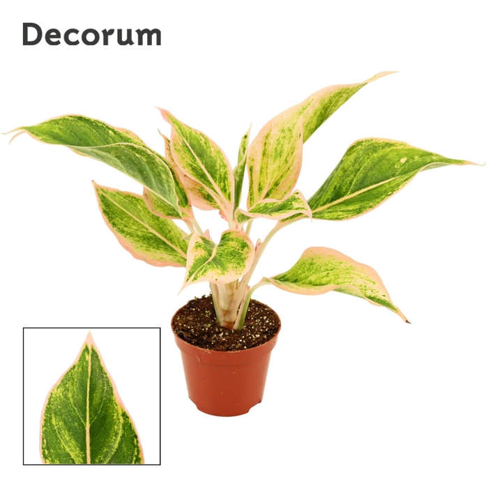 <h4>Aglaonema Lipstick Pink 9 cm (Decorum)</h4>
