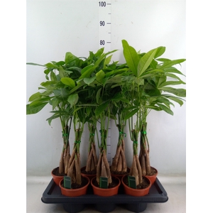 Pachira aquatica