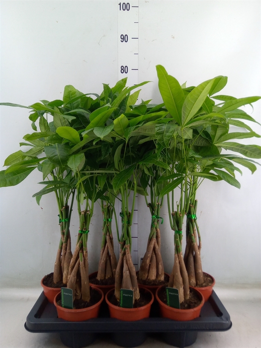 <h4>Pachira aquatica</h4>