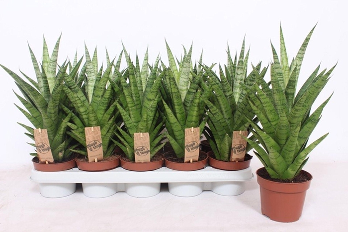 <h4>Sansevieria Cylindrica</h4>