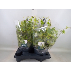 Hedera helix   ...mix varie yello