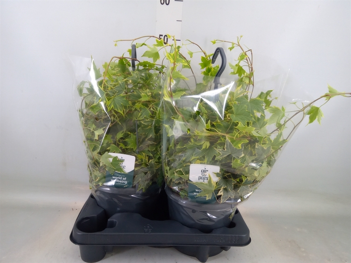 <h4>Hedera helix   ...mix varie yello</h4>