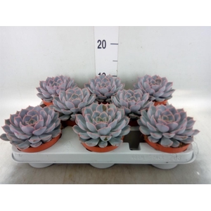 Echeveria  'Orion'