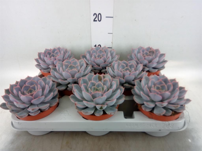 <h4>Echeveria 'Orion'</h4>