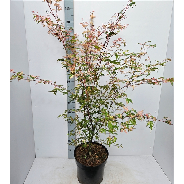 <h4>Acer palmatum 'Oridono-Nishiki'</h4>
