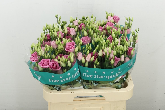 <h4>Eus G Rosi Rose Pink</h4>