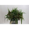 Setaria Italica Red Jewel