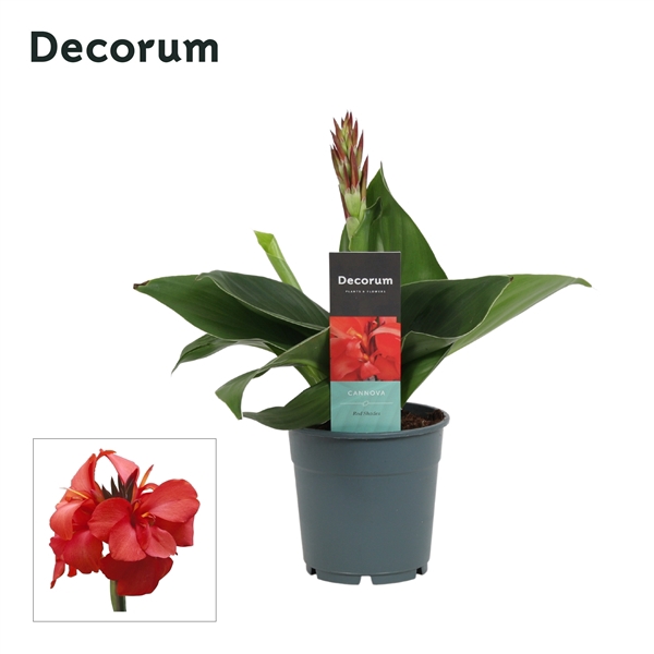 <h4>Canna Red Shades (Decorum)</h4>