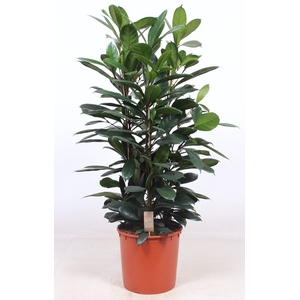 Ficus Cyathistipula 3pp