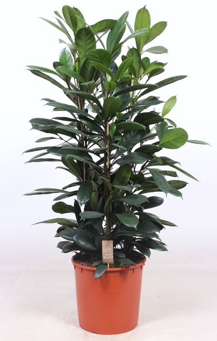 <h4>Ficus Cyathistipula 3pp</h4>